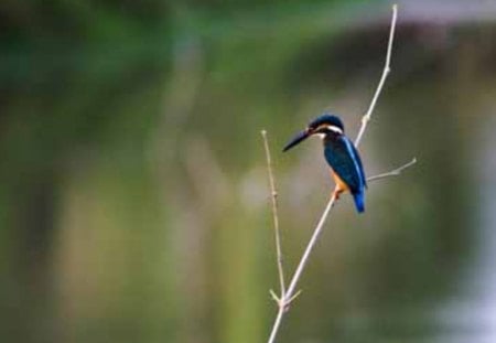 Kingfisher - kingfisher, animals, bird, beautiful