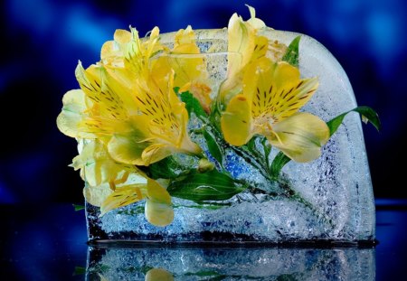 * - flowers, flower, yellow, ice