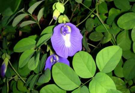 Beautiful Blue Flowers - nature, blue, green, leaf, flowers