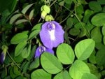 Beautiful Blue Flowers