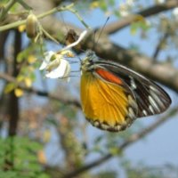 Butterfly on flowers