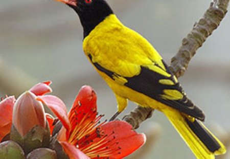 Black hooded Oriele - animal, bird, flowers, nature, oriele