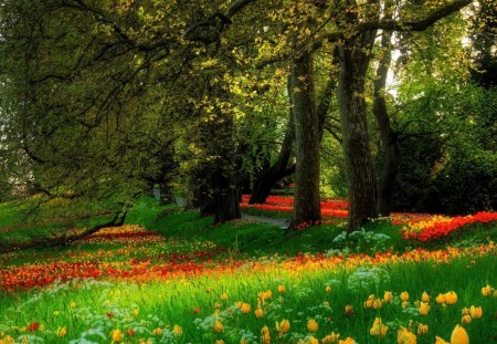 Flowers in the Park - trees, yellow, grass, colors, forest, daylight, orange, leaves, flowers, nature, red, field, day, park