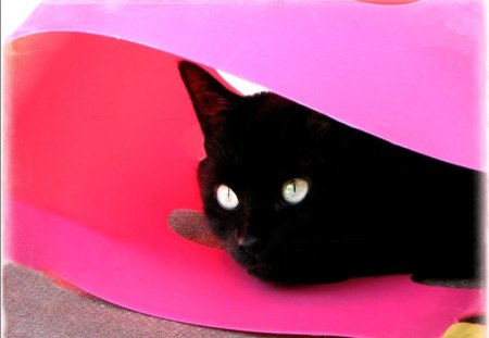 Wash-basket kitty shelter - pretty, black cat, beautiful, eyes, beauty, pink, cat, basket, washing, shelter, sun, kitty