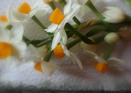 ~ NARCISSUS ~ - white, flowers, narcissus, yellow