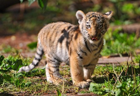 Little tiger - sleepy, cute, beautiful, cat, sleeping, kitty, cats, hat, cat face, paws, face, animals, pretty, beauty, sweet, kitten, lovely