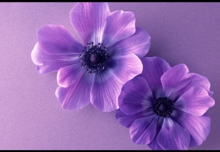 Purple petals - purple, flowers, lovely, petals