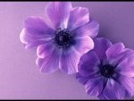 Purple petals