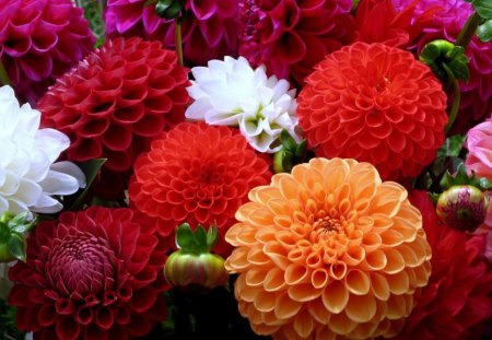 Dahlias - flowers, colorful, lovely, petals, dahlias