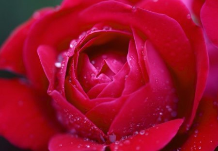 Red rose - rose, petals, flowers, macro, bud