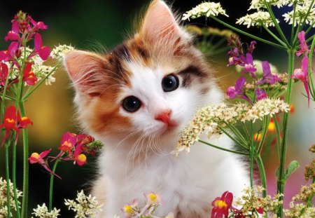 Flowery kitty - pretty, summer, flowery, spring, flowers, fluffy, kitten, garden, nice, delicate, beautiful, lovely, sweet, cat, nature, cute, adorable, floral, kitty