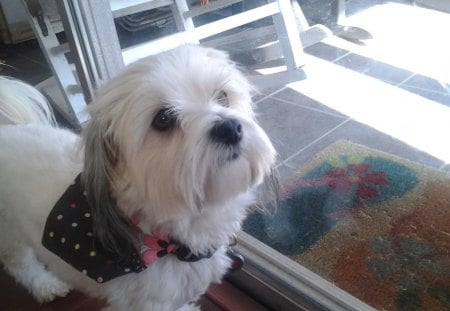 My Havanese Rosie - matt edwards, hadley edwards, the vet, gretchen edwards