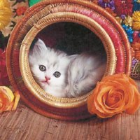 A persian kitten in a round basket