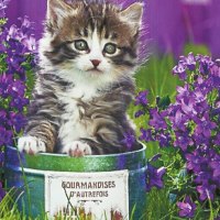 A tabby and white kitten in a tin can with flowers