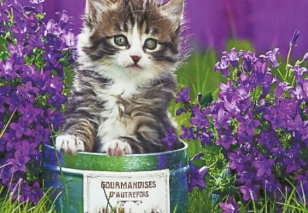 A tabby and white kitten in a tin can with flowers - tabby, purple, feline, flowers, cute, kitten