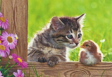 A tabby kitten with a baby bird