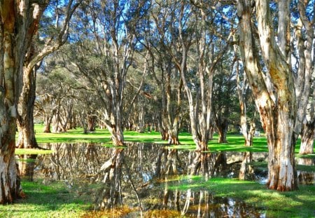 lovely forest in wetlands - forest, reflection, wetland, grass