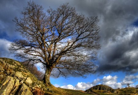 lone tree on a rocky hill - hill, tree, clouds, rocks