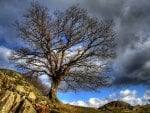 lone tree on a rocky hill