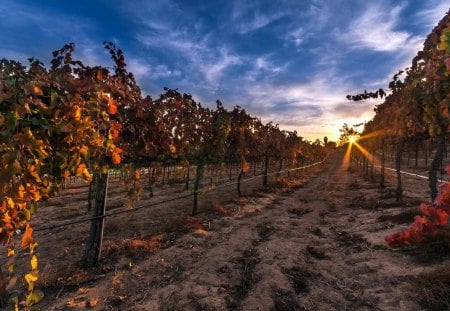 sunrise on a perfect vineyard - furrow, sky, clouds, supports, vineyard, rows, sunrise, hdr