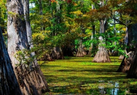 Perspective - lake, foilage, depth, green, perspective, cypress trees