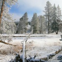 broken and fallen trees in winter