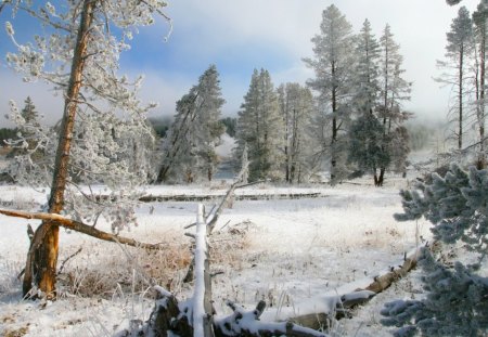 broken and fallen trees in winter - forest, broken, clearing, logs, winter