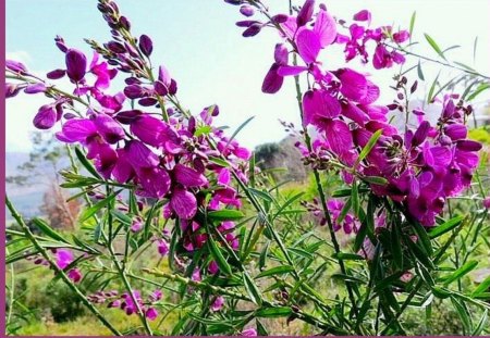 Nature - sky, pink, beauty, flowers, field, nature