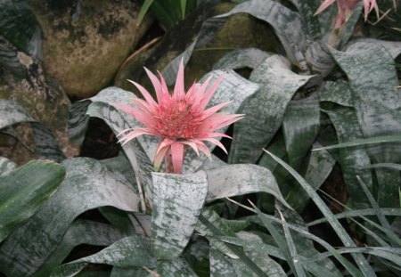 A great day to visit Edmonton Pyramids 02 - pink, photography, green, bromeliads, flowers, garden