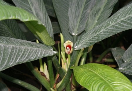 A great day to visit Edmonton Pyramids 11 - garden, brown, flowers, leaf, photography, green