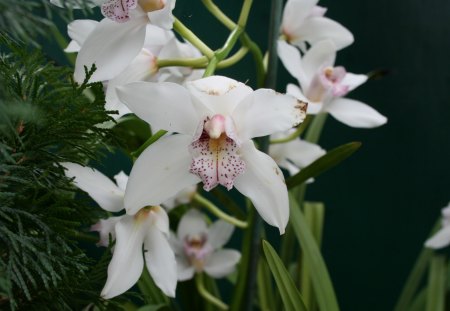 A great day to visit Edmonton Pyramids 16 - white, orchids, photography, green, flowers, garden