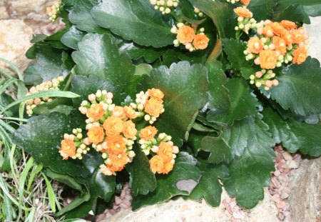 A great day to visit Edmonton Pyramids 21 - yellow, photography, leaves, green, flowers, garden, rocks