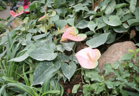 A great day to visit Edmonton Pyramids 38 - red, photography, leaves, green, flowers, garden, flamingo lily, rocks