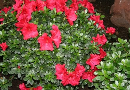 A great day to visit Edmonton Pyramids 40 - red, azaleas, garden, flowers, photography, green