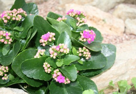 A great day to visit Edmonton Pyramids 41 - photography, rocks, kalanchoe, yellow, pink, green, leaves, stones, flowers, garden