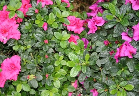 A great day to visit Edmonton Pyramids 47 - azaleas, pink, photography, green, flowers, garden