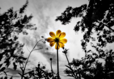 Inspire - yellow, solitary, daisy, Inspire, flower