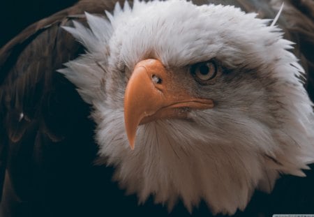 fierce looking eagle - wings, angry, eagle, birds