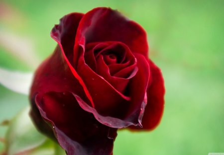 the rose - beauty, flowers, rose, red