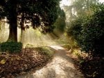 sun drenched forest path