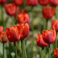 ~Red Tulips~