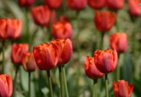 ~Red Tulips~ - red, tulips, petals, flowers, field, spring, nature, season