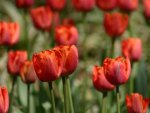 ~Red Tulips~