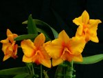 *** Orange orchids ***