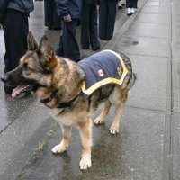 police dog