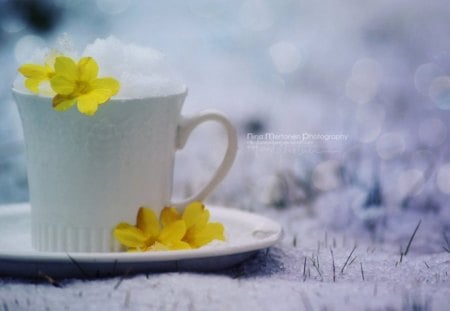 Cup of Snow - yellow, flower, snow, cup