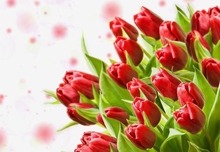 *** Tulips *** - nature, red, tulips, flowers, flower