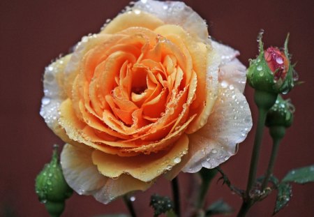 *** Rose and drops *** - flower, drops, rose, flowers, nature