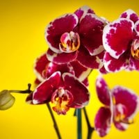 *** Orchids ***