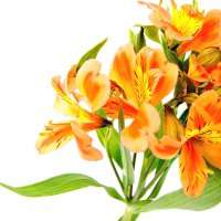 Orange day lillies